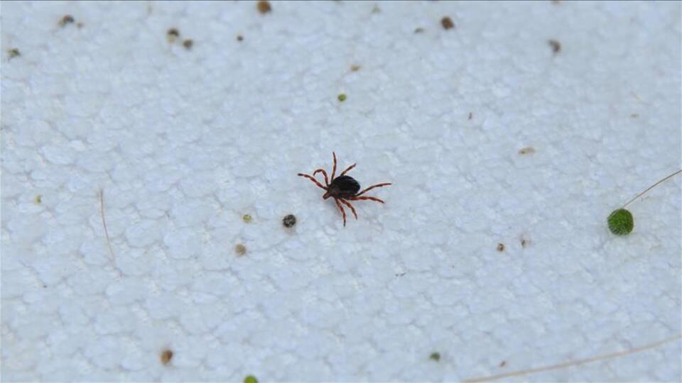 Kene ısırması nasıl geçer?