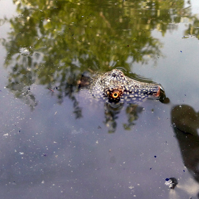 Balıkçının ağına takıldı... Bir tek o bölgede yaşıyor