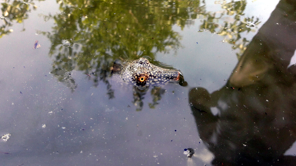 Balıkçının ağına takıldı... Bir tek o bölgede yaşıyor