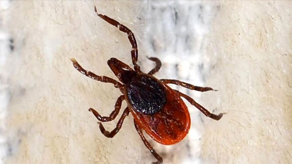 Kenelere karşı 'erken müdahale' uyarısı!