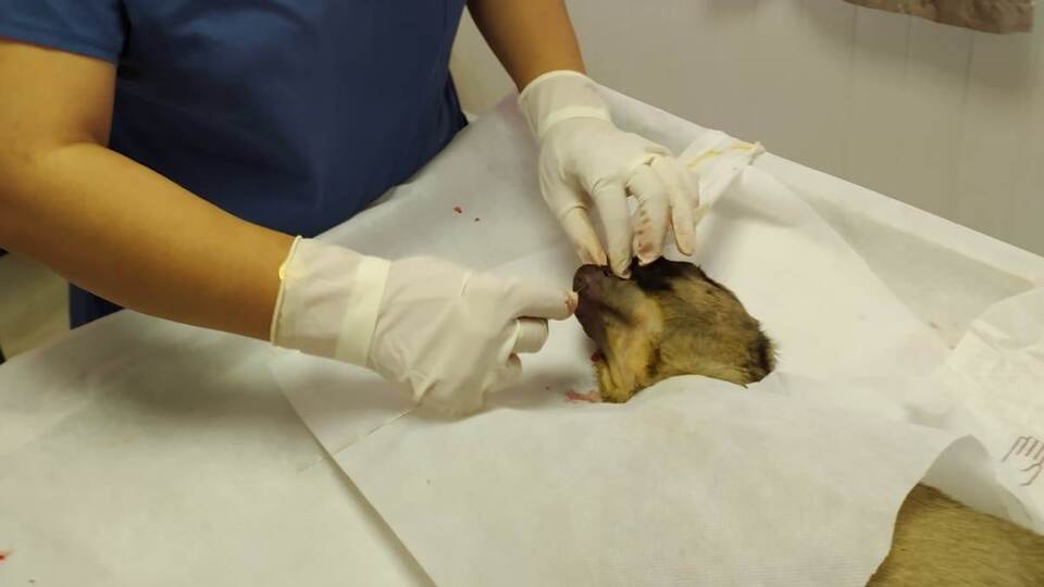 Çenesi kırılan minik köpeğe ameliyat