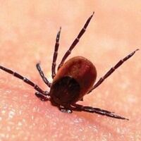 Kene vakası belirtileri nelerdir?