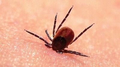 Kene vakası belirtileri nelerdir?