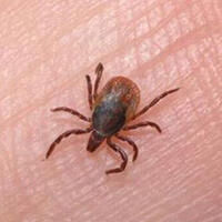 Kene nasıl çıkartılır?