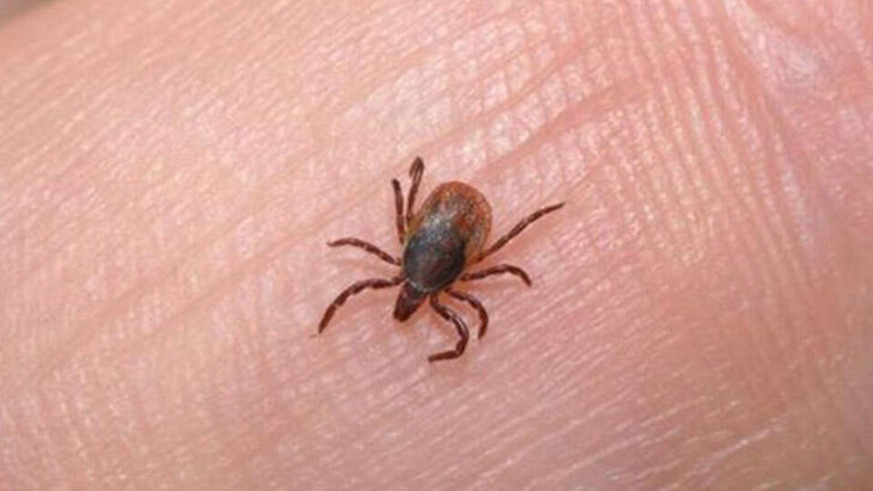 Kene nasıl çıkartılır?