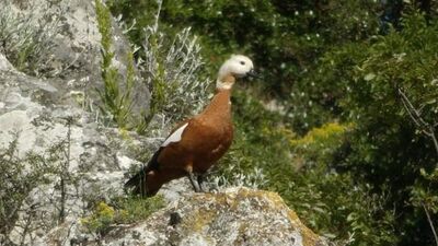 Bu kuş eşi ölünce yas tutuyor