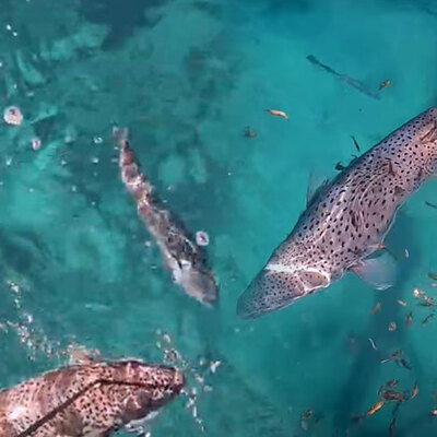 "Dişlerini parmağımda hissettim" Panik yaratan anlar