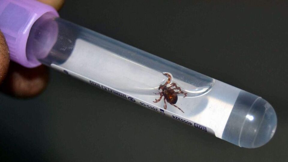 Korkutan uyarı! "Kene saldırıları ve vakalar artacak"