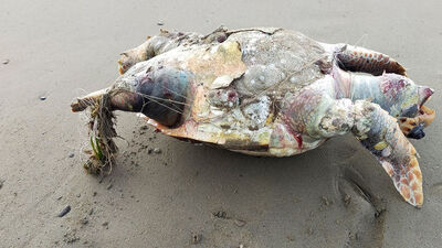 'Hayalet' bir can daha aldı!