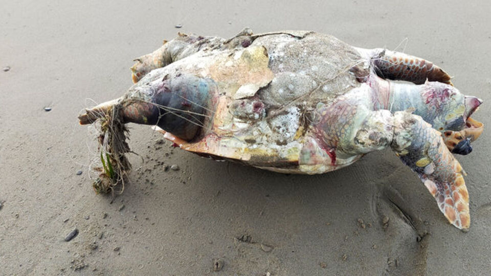 'Hayalet' bir can daha aldı!