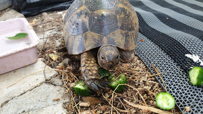 Tek ayağı olmayan 'Tosbik' sahiplenildi