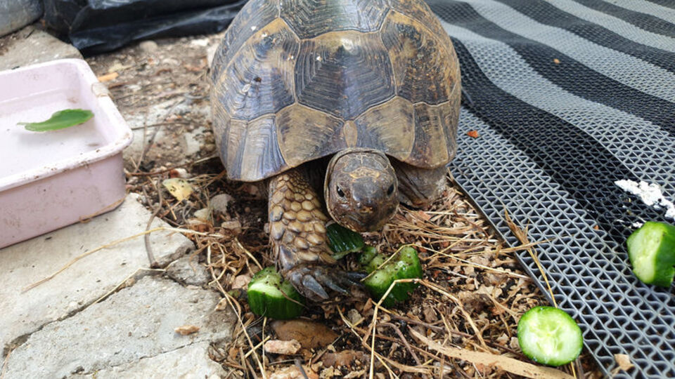 Tek ayağı olmayan 'Tosbik' sahiplenildi