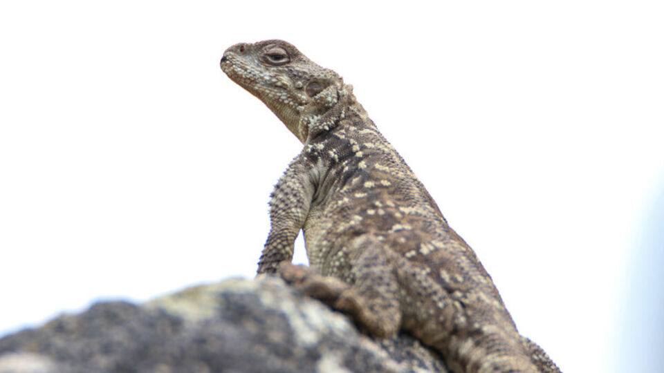Doğada en zor görülebilen sürüngenlerden...