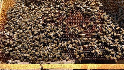 Bakımını yaptığı arılar sonu oldu