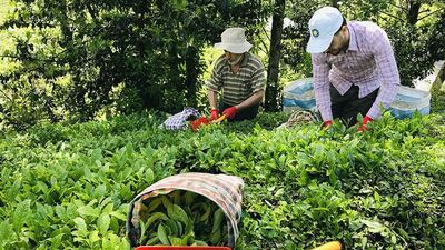 ÇAYKUR ödemeleri yaptı