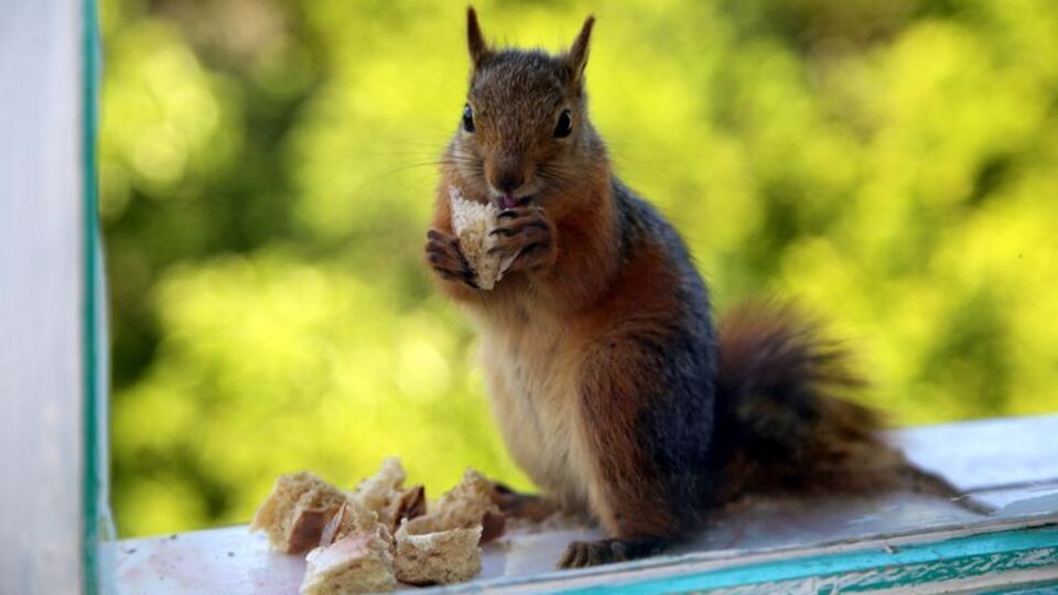 Sevimli misafirleri penceresinde ağırlıyor
