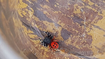 Tarlada çalışırken üzerine düştü... Meğer zehirliymiş