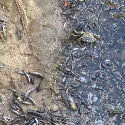 Küçükçekmece'de korkutan görüntü