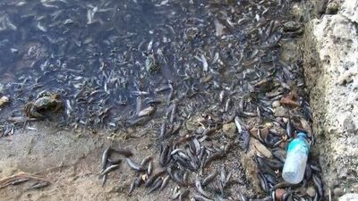 Küçükçekmece Gölü'ndeki balık ölümü