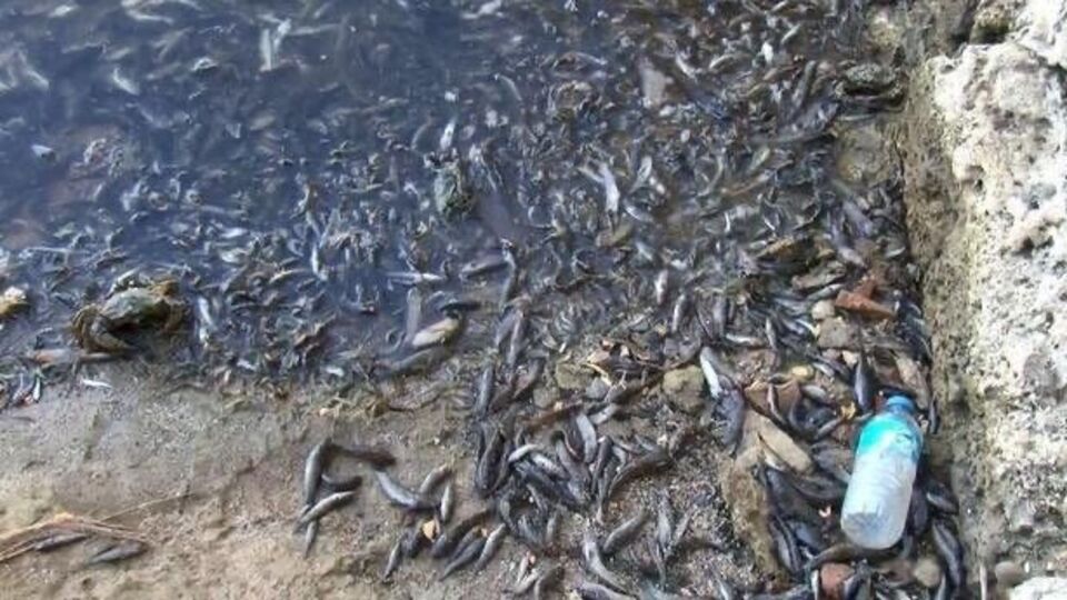 Küçükçekmece Gölü'ndeki balık ölümü