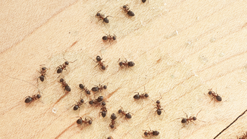 Evde doğal yolla karıncadan kurtulma