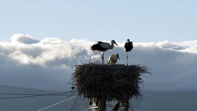 Köylüler sahip çıktı, leylekler orayı mesken tuttu