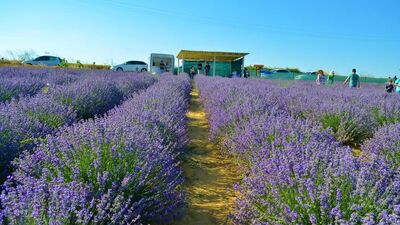 İstanbullular, mor tarlalara akın etti