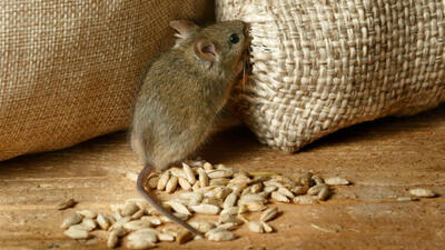 Evdeki fareden kurtulma yöntemleri