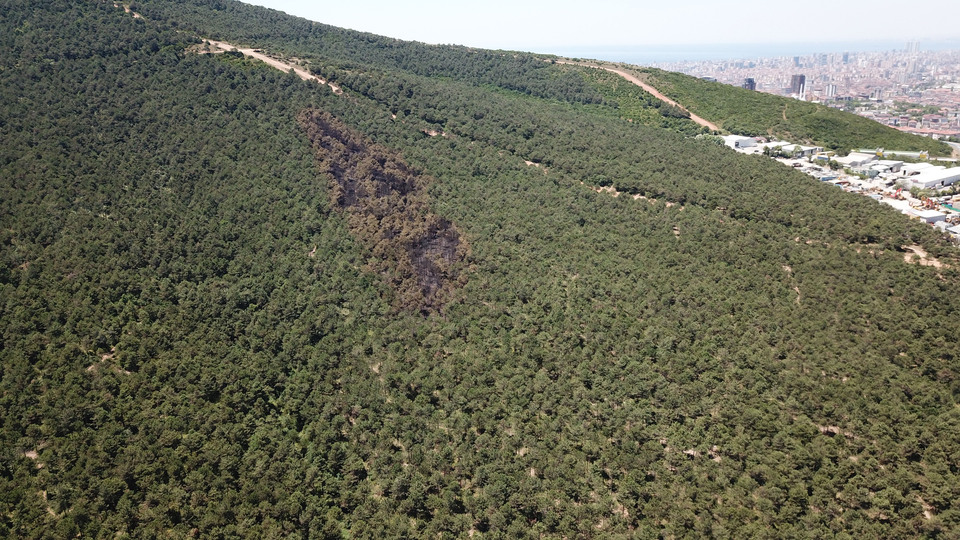 İstanbul'daki orman yangınından içler acısı görüntü!