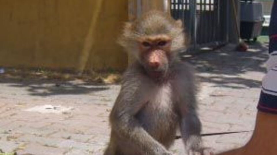 Hayvanat bahçesi değil oto galeri!