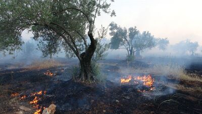 Antalya'da zeytinlik yangını