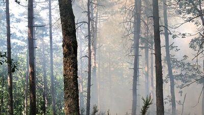 Çanakkale'de orman yangını