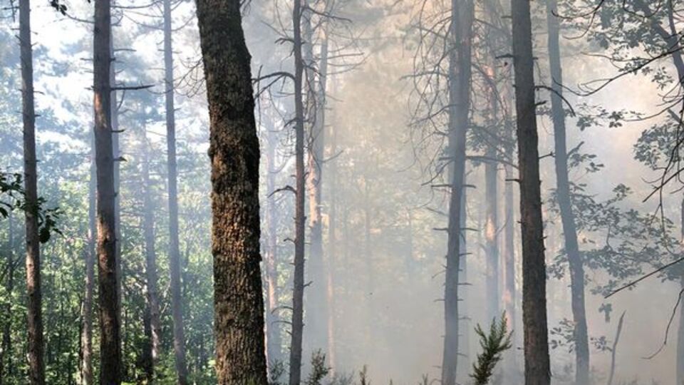 Çanakkale'de orman yangını
