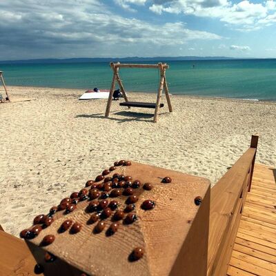 Saros Körfezi'nde uğur böceği istilası!