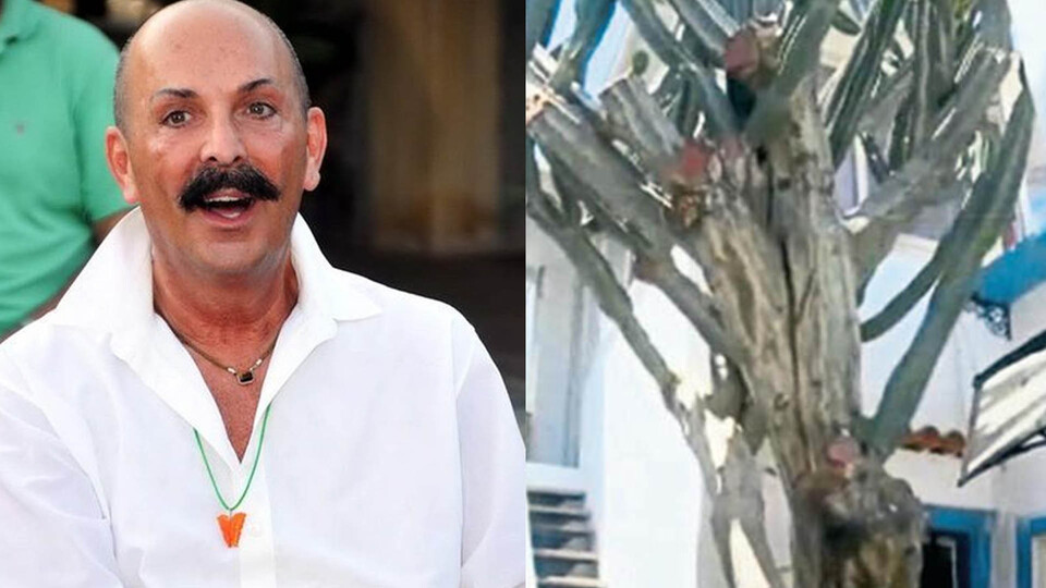 250 yıllık kaktüs için villa aldı