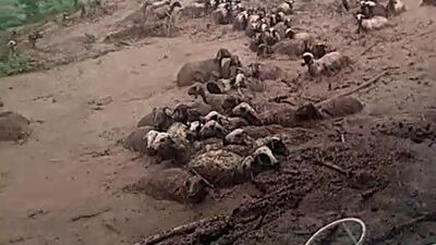 Çok acı olay! 74 koyun sele kapılarak öldü