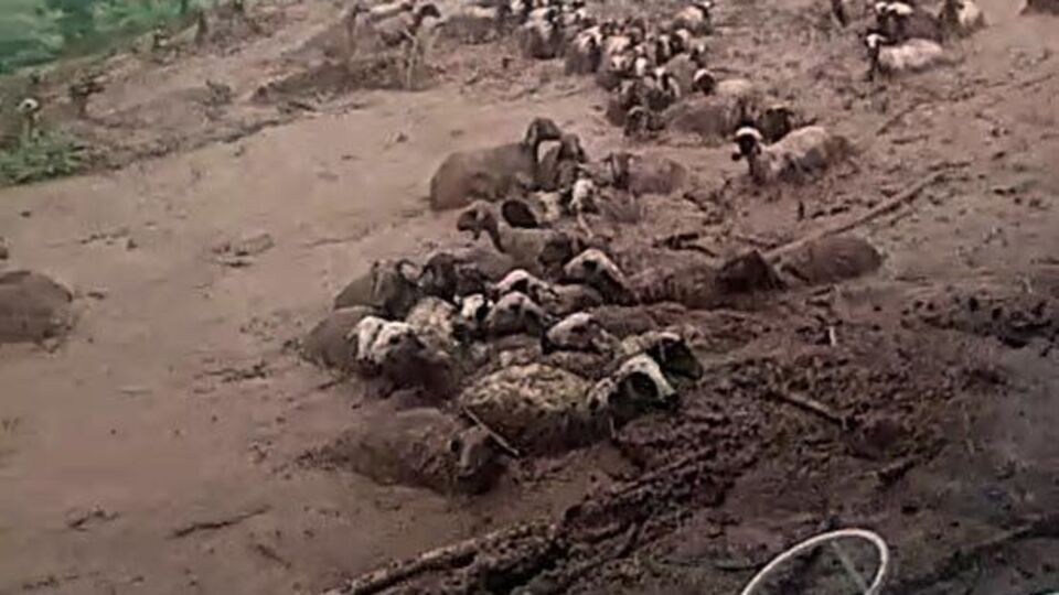 Çok acı olay! 74 koyun sele kapılarak öldü