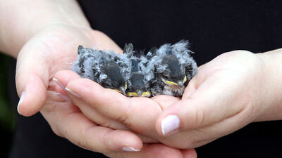 Yuvaları yıkılınca yere düşmüşlerdi... Böyle besleniyor