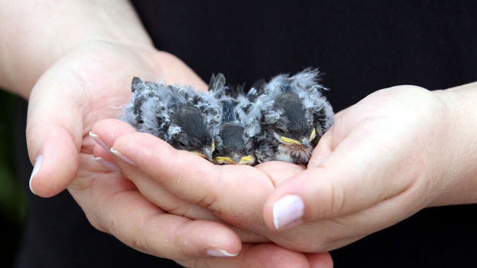 Yuvaları yıkılınca yere düşmüşlerdi... Böyle besleniyor