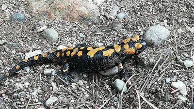 Yayla evini temizlerken gördü, telefona sarıldı