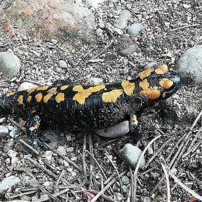 Yayla evini temizlerken gördü, telefona sarıldı