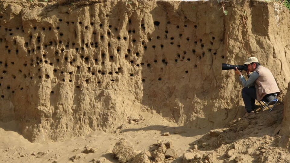 Adeta mühendislik harikası! Kuşlar yaptı...