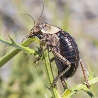 Kendi türünü yerken görüntülendi