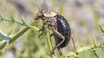 Kendi türünü yerken görüntülendi