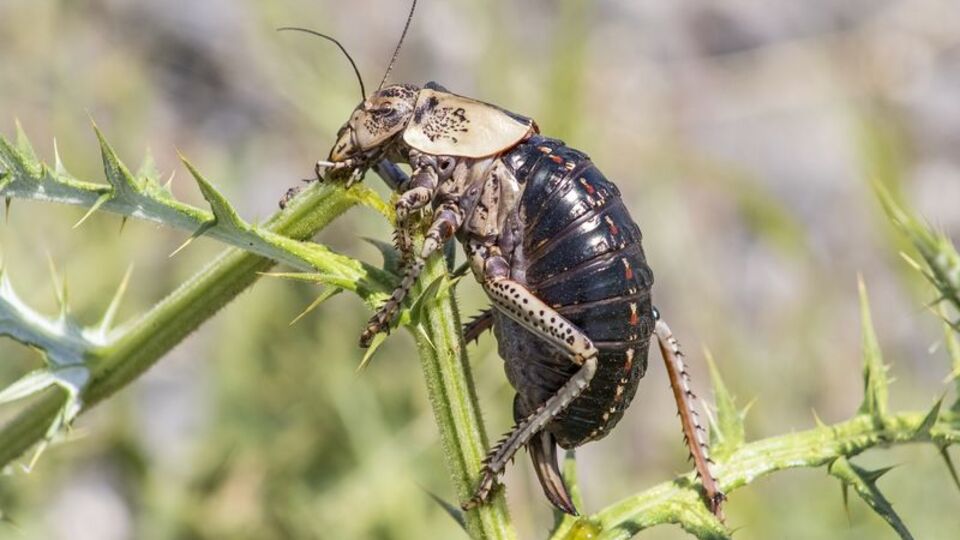 Kendi türünü yerken görüntülendi