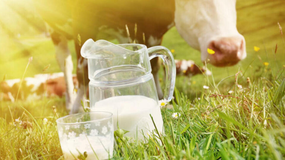 İnek sütü alerjisinde tanı, belirtiler ve tedavi yöntemleri