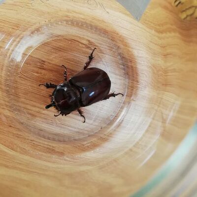 Tesadüfen görüntüleniyordu... İzinsiz toplayan yandı!