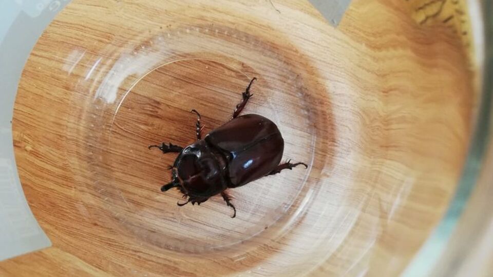 Tesadüfen görüntüleniyordu... İzinsiz toplayan yandı!