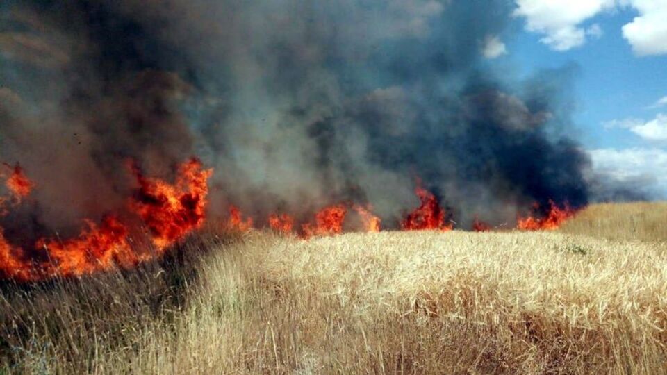 Amasya'daki ekili alanda yangın çıktı