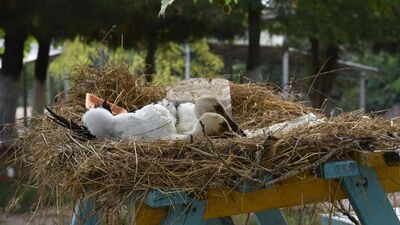 Yuvadan düşen leylekler korumaya alındı